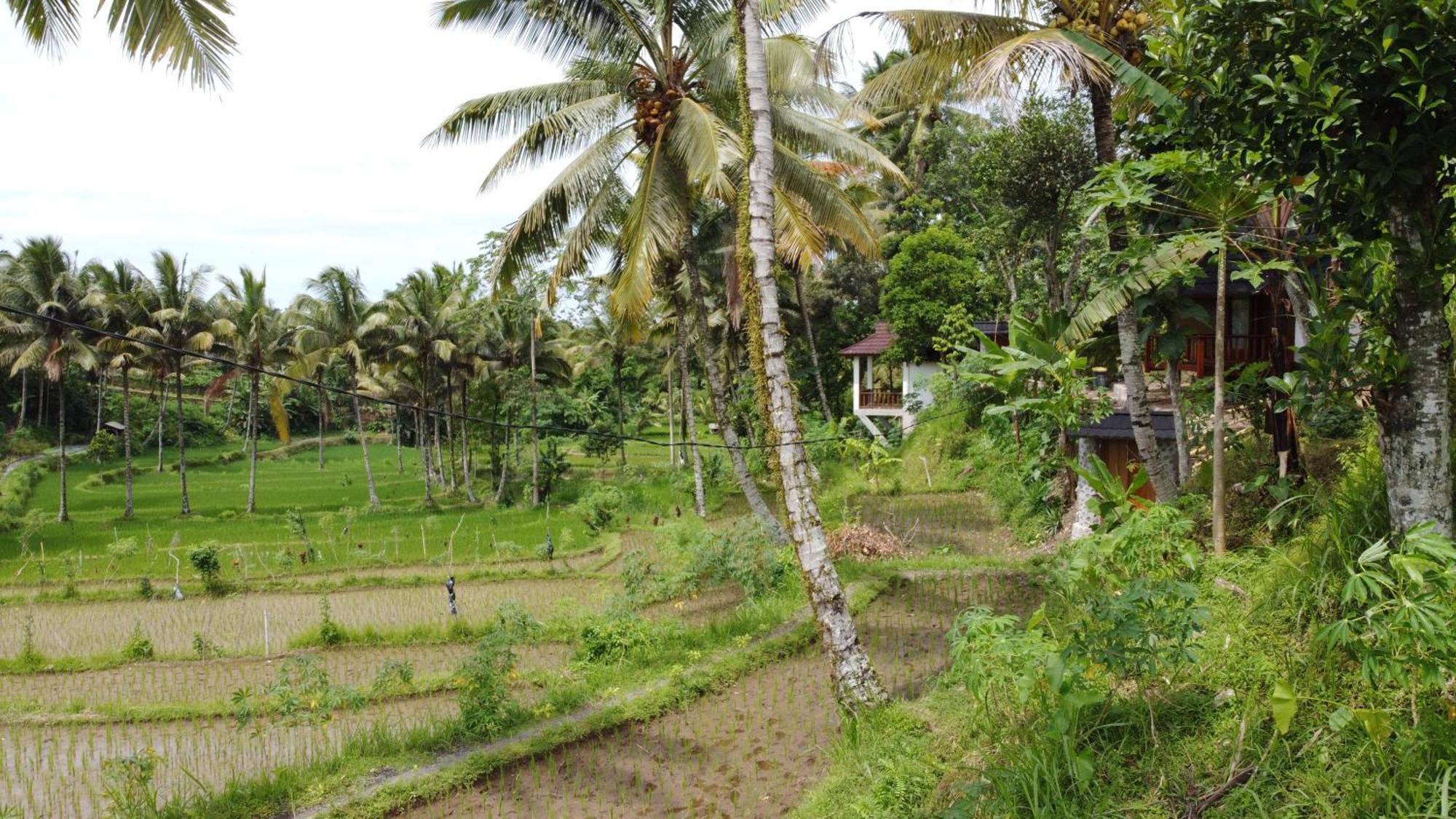 Nea Cottage Lombok Tetebatu Luaran gambar
